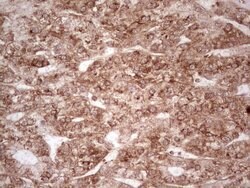 Invitrogen WIBG Monoclonal Antibody (OTI5E2) 100 &mu;L; Unconjugated:Antibodies,