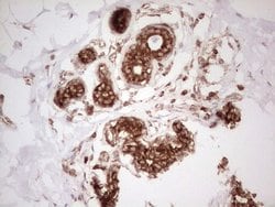Invitrogen WIBG Monoclonal Antibody (OTI9C7) 100 &mu;L; Unconjugated:Antibodies,