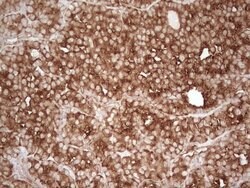 Invitrogen WIBG Monoclonal Antibody (OTI9C7) 100 &mu;L; Unconjugated:Antibodies,