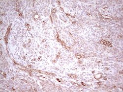 Invitrogen WIBG Monoclonal Antibody (OTI9C7) 100 &mu;L; Unconjugated:Antibodies,
