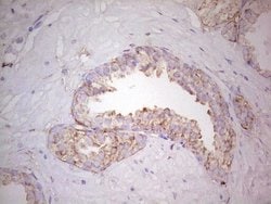 Invitrogen WIBG Monoclonal Antibody (OTI9C7) 100 &mu;L; Unconjugated:Antibodies,
