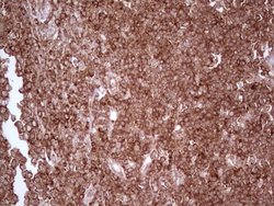 Invitrogen WIBG Monoclonal Antibody (OTI9C7) 100 &mu;L; Unconjugated:Antibodies,