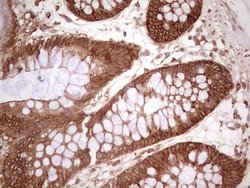 Invitrogen WIBG Monoclonal Antibody (OTI9C7) 100 &mu;L; Unconjugated:Antibodies,