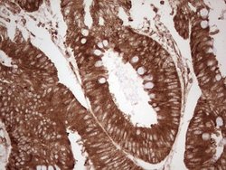 Invitrogen WIBG Monoclonal Antibody (OTI9C7) 100 &mu;L; Unconjugated:Antibodies,