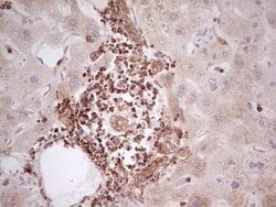Invitrogen WIBG Monoclonal Antibody (OTI9C7) 100 &mu;L; Unconjugated:Antibodies,