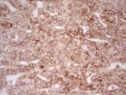 Invitrogen WIBG Monoclonal Antibody (OTI9C7) 100 &mu;L; Unconjugated:Antibodies,