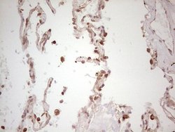 Invitrogen WIBG Monoclonal Antibody (OTI9C7) 100 &mu;L; Unconjugated:Antibodies,
