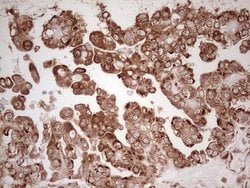 Invitrogen WIBG Monoclonal Antibody (OTI9C7) 100 &mu;L; Unconjugated:Antibodies,