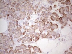 Invitrogen WIBG Monoclonal Antibody (OTI9C7) 100 &mu;L; Unconjugated:Antibodies,