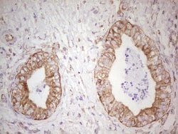 Invitrogen WIBG Monoclonal Antibody (OTI9C7) 100 &mu;L; Unconjugated:Antibodies,