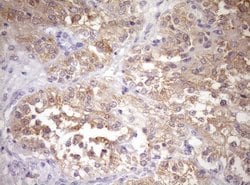 Invitrogen WIBG Monoclonal Antibody (OTI1E10) 100 &mu;L; Unconjugated:Antibodies,