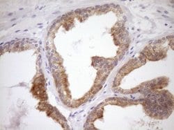 Invitrogen WIBG Monoclonal Antibody (OTI1E10) 100 &mu;L; Unconjugated:Antibodies,