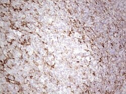 Invitrogen SYNM Monoclonal Antibody (OTI3D10) 100 &mu;L; Unconjugated:Antibodies,