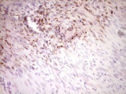 Invitrogen Stabilin 2 Monoclonal Antibody (OTI2A6) 100 &mu;L; Unconjugated:Antibodies,