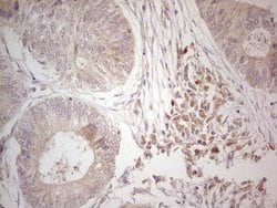 Invitrogen Hairless Monoclonal Antibody (OTI1D9) 100 &mu;L; Unconjugated:Antibodies,