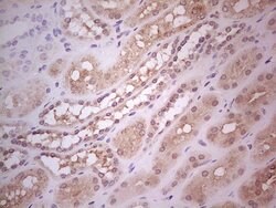 Invitrogen Hairless Monoclonal Antibody (OTI1D9) 100 &mu;L; Unconjugated:Antibodies,