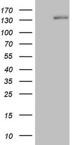 Invitrogen Hairless Monoclonal Antibody (OTI1D9) 100 &mu;L; Unconjugated:Antibodies,