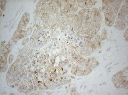 Invitrogen ALOX5 Monoclonal Antibody (OTI2C5) 100 &mu;L; Unconjugated:Antibodies,