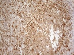 Invitrogen ALOX5 Monoclonal Antibody (OTI2C5) 100 &mu;L; Unconjugated:Antibodies,