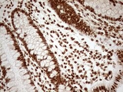 Invitrogen ALOX5 Monoclonal Antibody (OTI3F1) 100 &mu;L; Unconjugated:Antibodies,