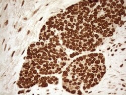 Invitrogen ALOX5 Monoclonal Antibody (OTI3F1) 100 &mu;L; Unconjugated:Antibodies,