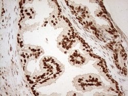 Invitrogen ALOX5 Monoclonal Antibody (OTI3F1) 100 &mu;L; Unconjugated:Antibodies,