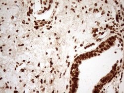 Invitrogen ALOX5 Monoclonal Antibody (OTI3F1) 100 &mu;L; Unconjugated:Antibodies,