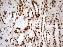 Invitrogen ALOX5 Monoclonal Antibody (OTI3F1) 100 &mu;L; Unconjugated:Antibodies,