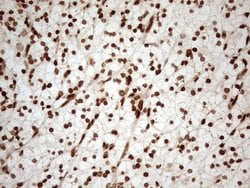 Invitrogen ALOX5 Monoclonal Antibody (OTI3F1) 100 &mu;L; Unconjugated:Antibodies,