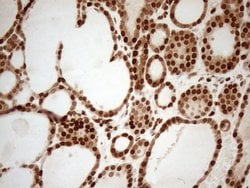 Invitrogen ALOX5 Monoclonal Antibody (OTI3F1) 100 &mu;L; Unconjugated:Antibodies,
