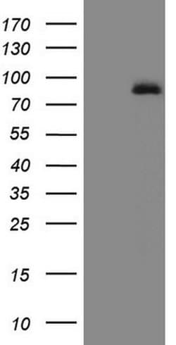 Invitrogen ALOX5 Monoclonal Antibody (OTI3F1) 100 &mu;L; Unconjugated:Antibodies,