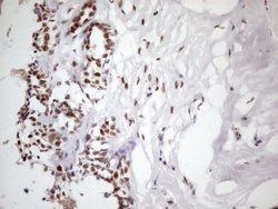 Invitrogen 53BP1 Monoclonal Antibody (OTI2H6) 100 &mu;L; Unconjugated:Antibodies,