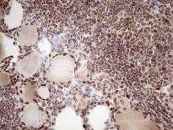 Invitrogen 53BP1 Monoclonal Antibody (OTI2H6) 100 &mu;L; Unconjugated:Antibodies,