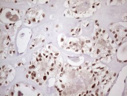 Invitrogen 53BP1 Monoclonal Antibody (OTI2H6) 100 &mu;L; Unconjugated:Antibodies,