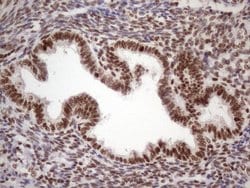 Invitrogen 53BP1 Monoclonal Antibody (OTI2H6) 100 &mu;L; Unconjugated:Antibodies,
