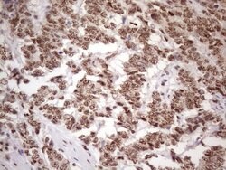 Invitrogen 53BP1 Monoclonal Antibody (OTI2H6) 100 &mu;L; Unconjugated:Antibodies,