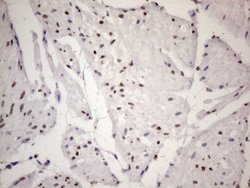 Invitrogen 53BP1 Monoclonal Antibody (OTI2H6) 100 &mu;L; Unconjugated:Antibodies,