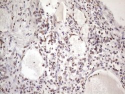 Invitrogen 53BP1 Monoclonal Antibody (OTI2H6) 100 &mu;L; Unconjugated:Antibodies,