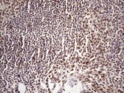 Invitrogen 53BP1 Monoclonal Antibody (OTI2H6) 100 &mu;L; Unconjugated:Antibodies,