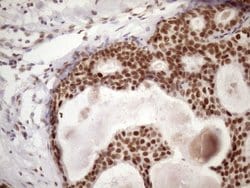 Invitrogen 53BP1 Monoclonal Antibody (OTI2H6) 100 &mu;L; Unconjugated:Antibodies,