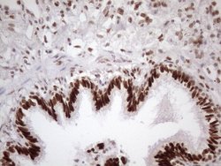 Invitrogen 53BP1 Monoclonal Antibody (OTI2H6) 100 &mu;L; Unconjugated:Antibodies,