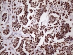 Invitrogen 53BP1 Monoclonal Antibody (OTI2H6) 100 &mu;L; Unconjugated:Antibodies,
