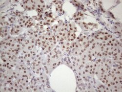 Invitrogen 53BP1 Monoclonal Antibody (OTI2H6) 100 &mu;L; Unconjugated:Antibodies,