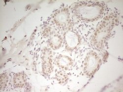 HMG20A Monoclonal Antibody (OTI5E3):Antibodies, Monoclonal