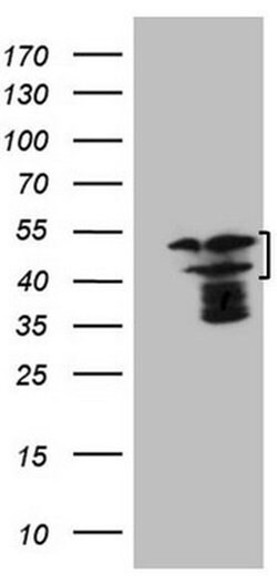 Invitrogen HMG20A Monoclonal Antibody (OTI2H4) 100 &mu;L; Unconjugated:Antibodies,