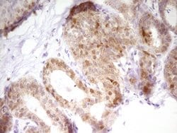 Invitrogen PAPSS2 Monoclonal Antibody (OTI3H10) 100 &mu;L; Unconjugated:Antibodies,