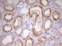 Invitrogen PAPSS2 Monoclonal Antibody (OTI3H10) 100 &mu;L; Unconjugated:Antibodies,