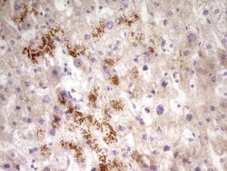 Invitrogen PAPSS2 Monoclonal Antibody (OTI3H10) 100 &mu;L; Unconjugated:Antibodies,