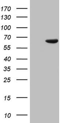 Invitrogen PAPSS2 Monoclonal Antibody (OTI3H10) 100 &mu;L; Unconjugated:Antibodies,