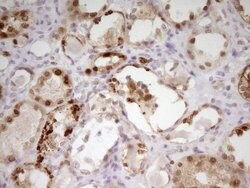 Invitrogen PAPSS2 Monoclonal Antibody (OTI2E7) 100 &mu;L; Unconjugated:Antibodies,